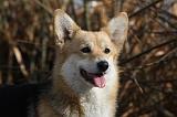 CORGI PEMBROKE 855